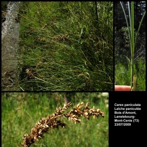 Photographie n°107290 du taxon Carex paniculata L. [1755]