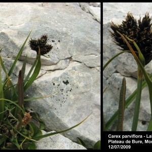 Photographie n°107293 du taxon Carex parviflora Host [1801]