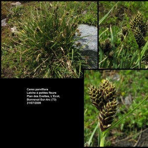 Photographie n°107294 du taxon Carex parviflora Host [1801]