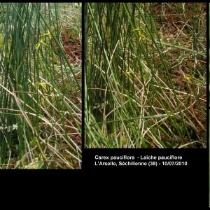  - Carex pauciflora Lightf. [1777]