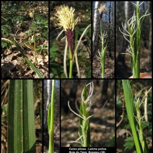  - Carex pilosa Scop. [1772]