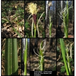 Carex pilosa Scop. (Laiche poilue)