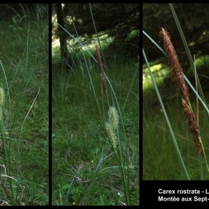 Photographie n°107301 du taxon Carex rostrata Stokes [1787]