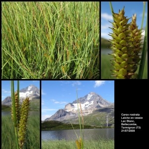 Photographie n°107302 du taxon Carex rostrata Stokes [1787]