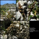 Carex rupestris All. (Laiche des rochers)