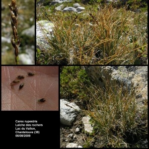  - Carex rupestris All. [1785]