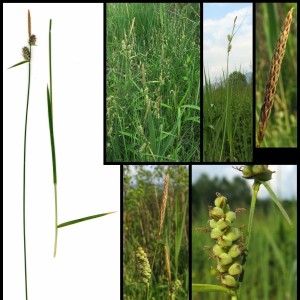  - Carex tomentosa L. [1767]