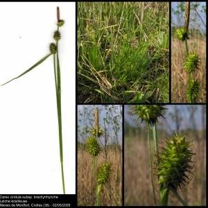  - Carex viridula subsp. brachyrrhyncha (Celak.) B.Schmid [1983]