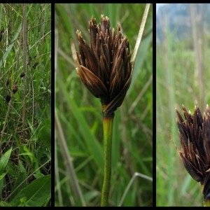 Photographie n°107328 du taxon Schoenus nigricans L. [1753]