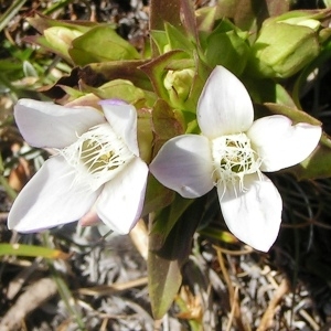 Photographie n°107358 du taxon Gentianella campestris f. hypericifolia (Murb.) B.Bock [2012]