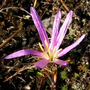 Photographie n°107359 du taxon Colchicum montanum L. [1753]