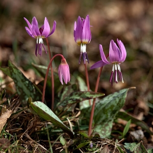 Photographie n°107370 du taxon Erythronium dens-canis L.