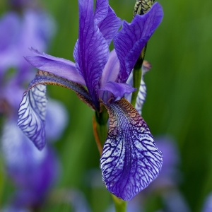 Xyridion flexuosum Klatt (Iris de Sibérie)