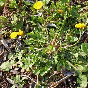 Photographie n°107426 du taxon Crepis sancta (L.) Bornm.