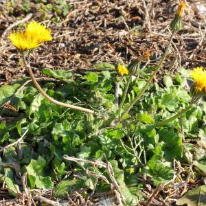 Photographie n°107427 du taxon Crepis sancta (L.) Bornm.