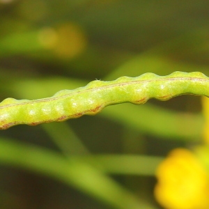 Photographie n°107443 du taxon Brassica fruticulosa Cirillo