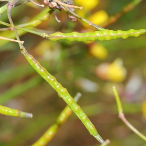 Photographie n°107444 du taxon Brassica fruticulosa Cirillo