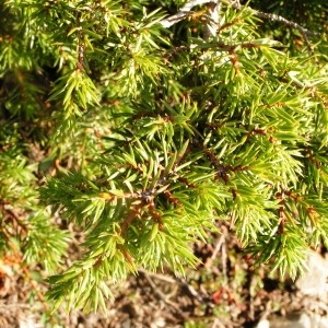 Photographie n°107449 du taxon Juniperus communis L. [1753]