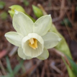 Narcissus dubius Gouan (Narcisse douteux)