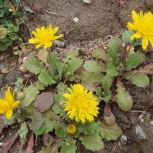 Photographie n°107522 du taxon Crepis sancta (L.) Bornm. [1913]