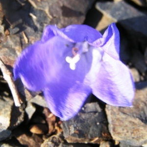  - Campanula scheuchzeri subsp. scheuchzeri