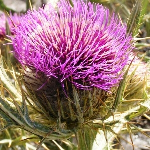  - Cirsium eriophorum (L.) Scop. [1772]