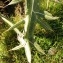  Alain Bigou - Cirsium eriophorum (L.) Scop. [1772]