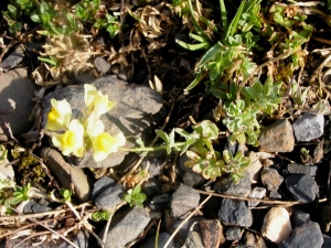 Alain Bigou, le 28 août 2005 (Sallent de Gallego (Col du Pourtalet))