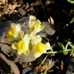  - Linaria propinqua Boiss. & Reut. [1852]