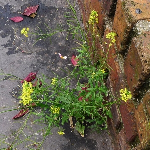 Photographie n°107556 du taxon Sisymbrium loeselii L. [1755]