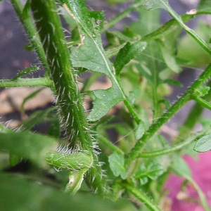 Photographie n°107557 du taxon Sisymbrium loeselii L. [1755]