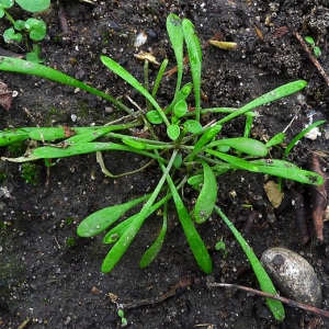 Photographie n°107561 du taxon Claytonia perfoliata Donn ex Willd. [1798]