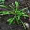  Bertrand BUI - Claytonia perfoliata Donn ex Willd. [1798]