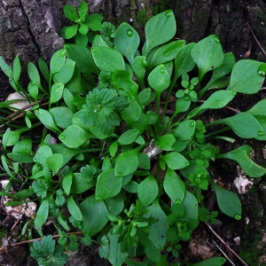 Photographie n°107563 du taxon Claytonia perfoliata Donn ex Willd. [1798]