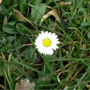 Photographie n°107619 du taxon Bellis perennis L. [1753]