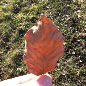 Photographie n°107689 du taxon Fagus sylvatica L. [1753]