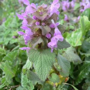 Photographie n°107735 du taxon Lamium purpureum L. [1753]