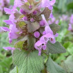 Photographie n°107738 du taxon Lamium purpureum L. [1753]