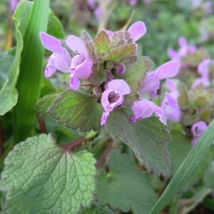 Photographie n°107739 du taxon Lamium purpureum L. [1753]