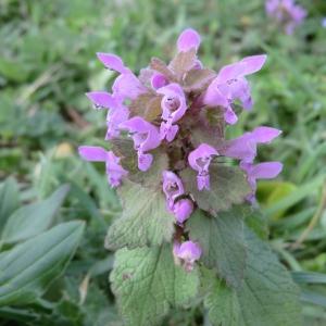 Photographie n°107740 du taxon Lamium purpureum L. [1753]