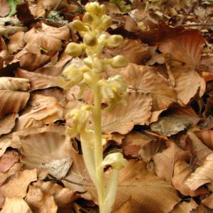 Photographie n°107787 du taxon Neottia nidus-avis (L.) Rich. [1817]