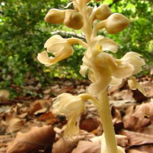 Photographie n°107788 du taxon Neottia nidus-avis (L.) Rich. [1817]