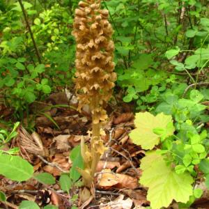 Photographie n°107789 du taxon Neottia nidus-avis (L.) Rich. [1817]