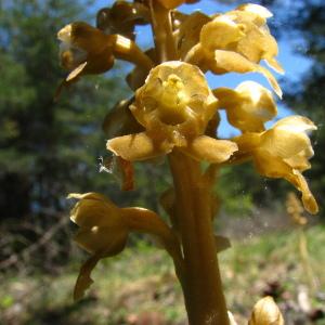 Photographie n°107790 du taxon Neottia nidus-avis (L.) Rich. [1817]