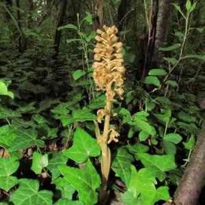 Photographie n°107791 du taxon Neottia nidus-avis (L.) Rich. [1817]