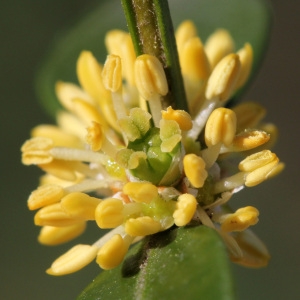 Buxus sempervirens var. arborescens L. (Buis)