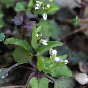 Photographie n°107799 du taxon Microthlaspi perfoliatum (L.) F.K.Mey.