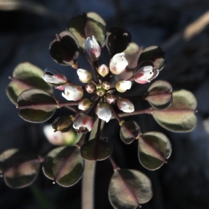 Photographie n°107802 du taxon Microthlaspi perfoliatum (L.) F.K.Mey.