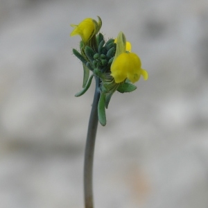Photographie n°107850 du taxon Linaria simplex (Willd.) DC. [1805]