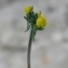  Paul Fabre - Linaria simplex (Willd.) DC. [1805]